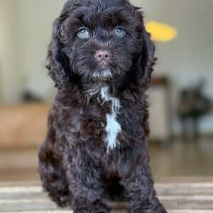 Adorable male mini Doodle available | PostAds PH
