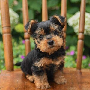 Adorable female teacup Yorkie puppy available | PostAds PH