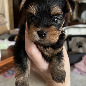 Adorable male teacup Yorkie puppy available | PostAds PH