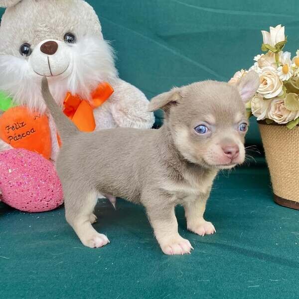 Lovely cute chihuahuas puppies available for adoption 