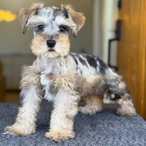 Adorable Schnauzer puppies available | PostAds PH