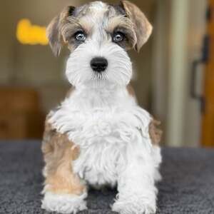 Cute female Schnauzer puppies available | PostAds PH