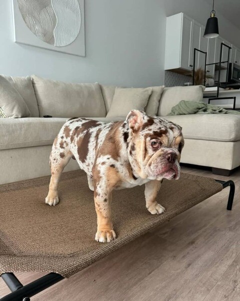 Adorable English Bulldogs puppies available 