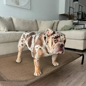 Adorable English Bulldogs puppies available | PostAds PH