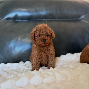 Purebred Teacup Poodles puppies available for adoption. | PostAds PH