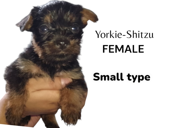 Yorkie-Shitzu 