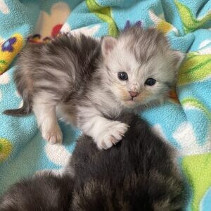 American Bobtail Kittens | PostAds PH