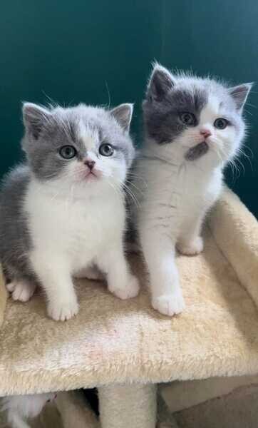 British Longhair Kittens available
