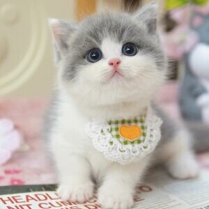 Munchkin kitten for sale | PostAds PH