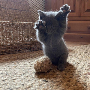 Pedigree Russian Blue kittens | PostAds PH