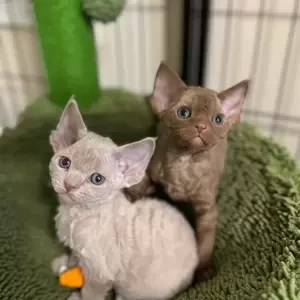Blue Eyes. Devon Rex | PostAds PH