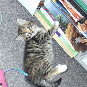 Toyger tabby kitten for sale | PostAds PH