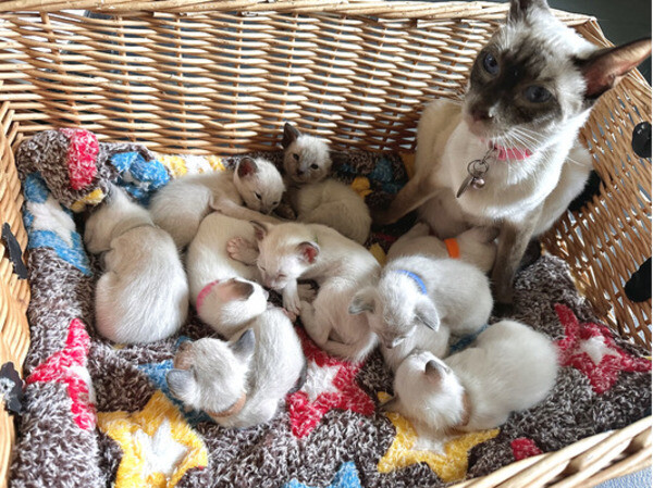 Gorgeous Siamese kittens