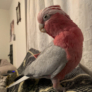 Galah cockatoo/ Umbrella cockatoo | PostAds PH
