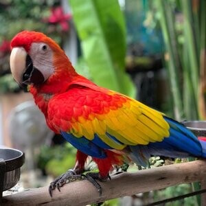 Scarlet Macaws available | PostAds PH