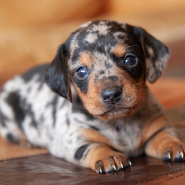 Knox puppies