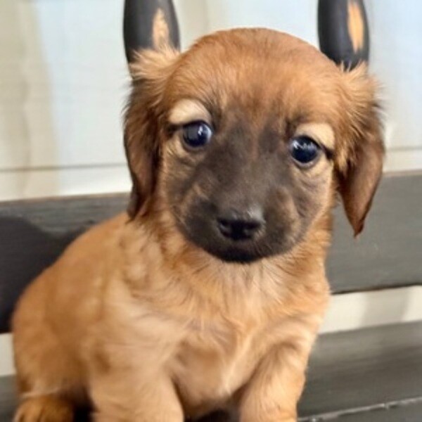 Coco Puppies