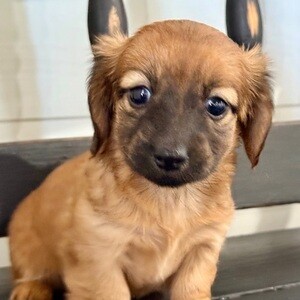 Coco Puppies | PostAds PH