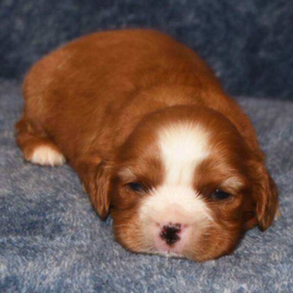 Cavalier King Charles Spaniel puppies