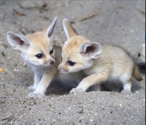 Fennec fox for sale.