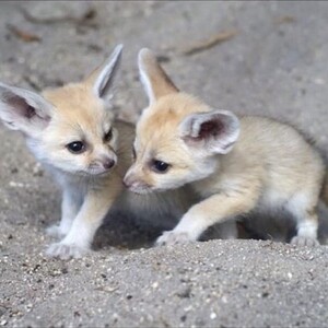 Fennec fox for sale. | PostAds PH