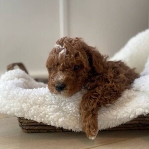 Labradoodle puppies | PostAds PH