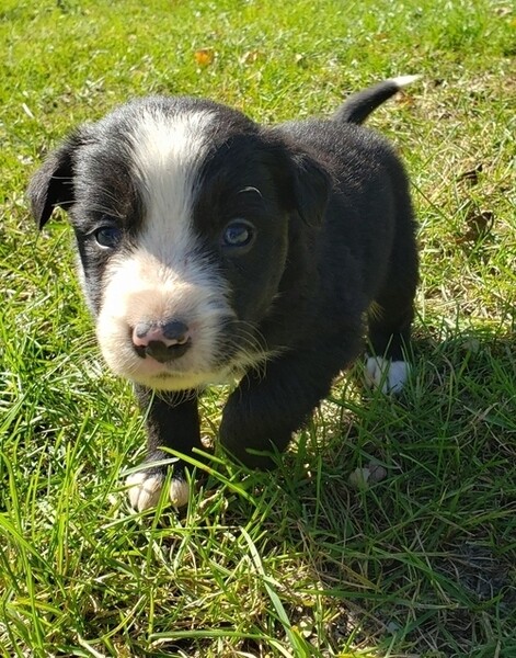Border Collie Puppies 