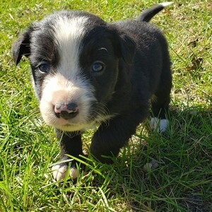 Border Collie Puppies | PostAds PH