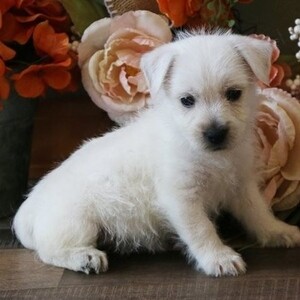 West Highland Terrier Puppies | PostAds PH