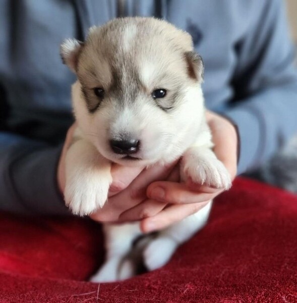  Alaskan Malamute Puppies