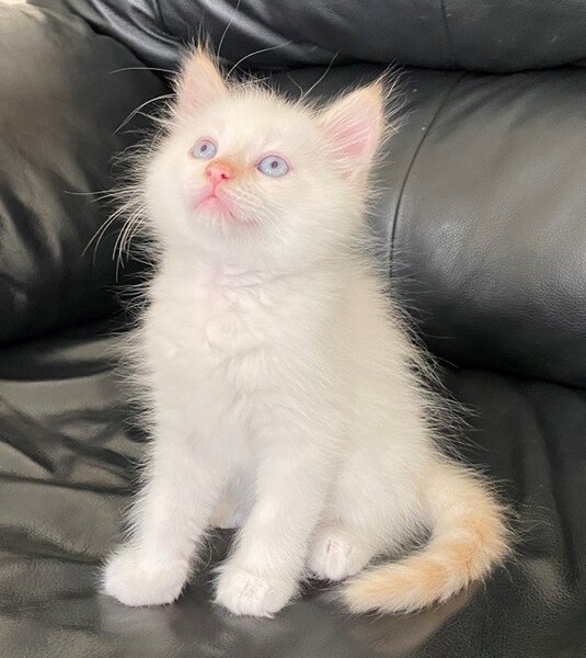  Birman Kittens 