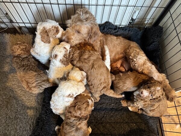 Miniature labradoodles