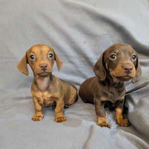 Dachshund puppies for sale | PostAds PH