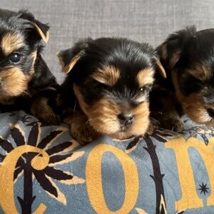 Yorkshire terrier puppies | PostAds PH