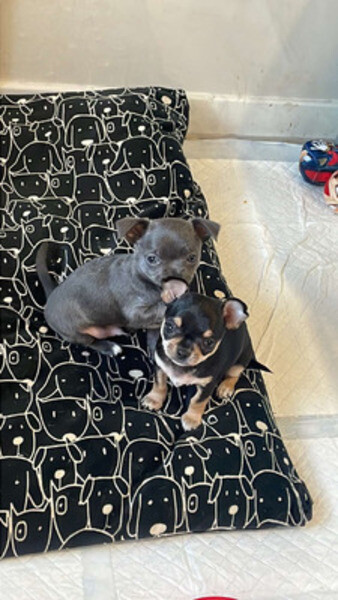 Apple head Chihuahuas