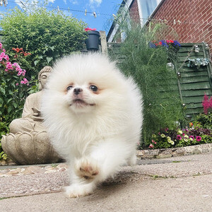 Pomeranian puppies | PostAds PH