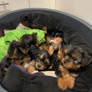 Yorkie puppies from pedigree WhatsApp:+63-9455-189-371 Viber:+63-9455-189-371 | PostAds PH