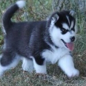 Siberian Husky puppies WhatsApp:+63-9455-189-371 Viber:+63-9455-189-371 | PostAds PH