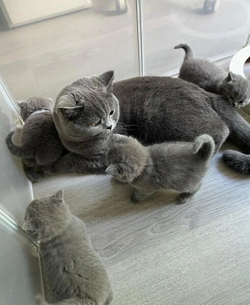 British shorthair kittens for sale
