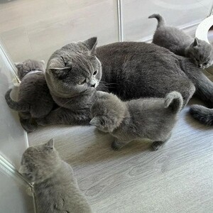 British shorthair kittens for sale | PostAds PH