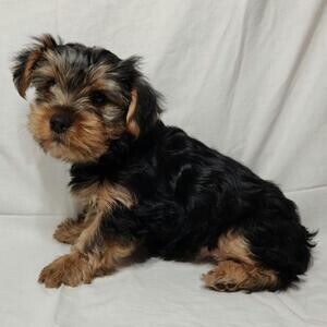 Yorkshire Terrier Puppies | PostAds PH
