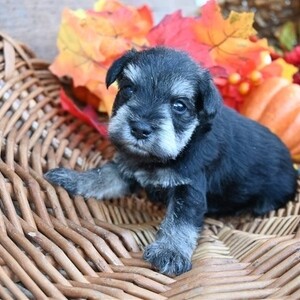 Miniature Schnauzer Puppies | PostAds PH