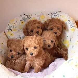 Poodles puppies | PostAds PH