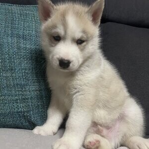 Siberian husky puppyies | PostAds PH