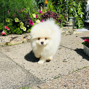 Pomeranian puppies reg | PostAds PH