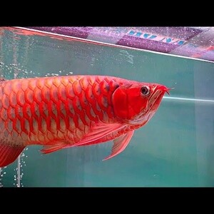 ASIAN RED AROWANA FISH FOR SALE | PostAds PH