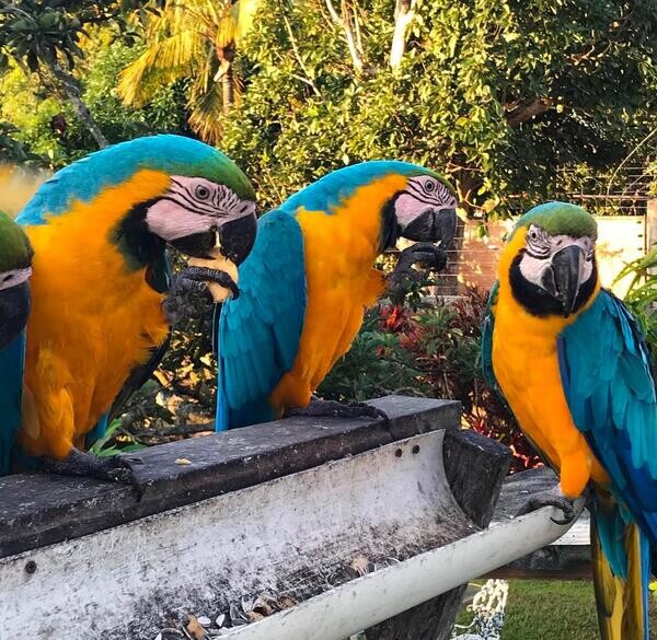 Blue and Gold Macaw Now Available.Please contact us on Viber: +639660614145