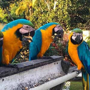 Blue and Gold Macaw Now Available.Please contact us on Viber: +639660614145 | PostAds PH