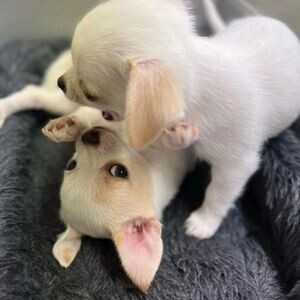 Beutifull Chihuahua Puppies for Rehoming.Please contact us on Viber: +639660614145 | PostAds PH