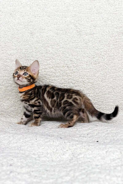  bengal kittens